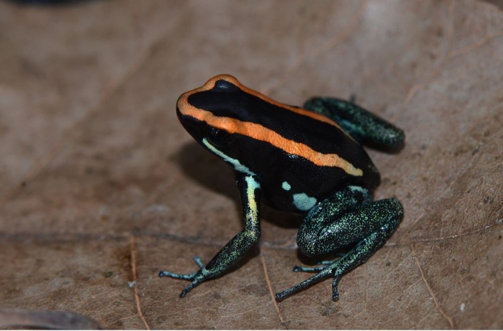 Phyllobates vittatus stado