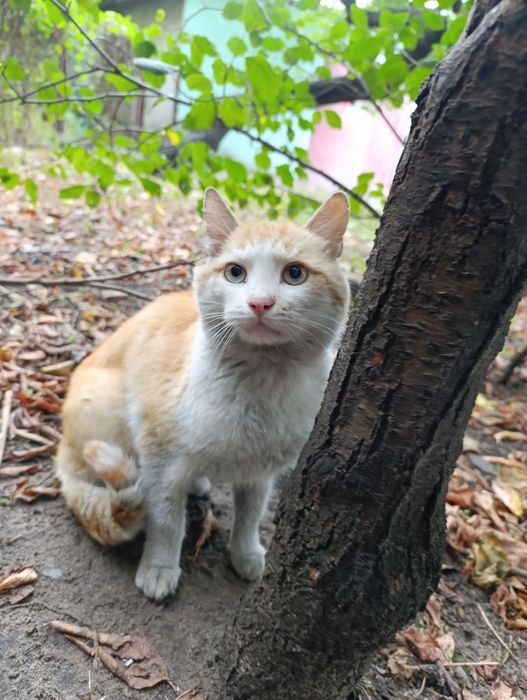 Отдадим кота и кошку в добрые руки