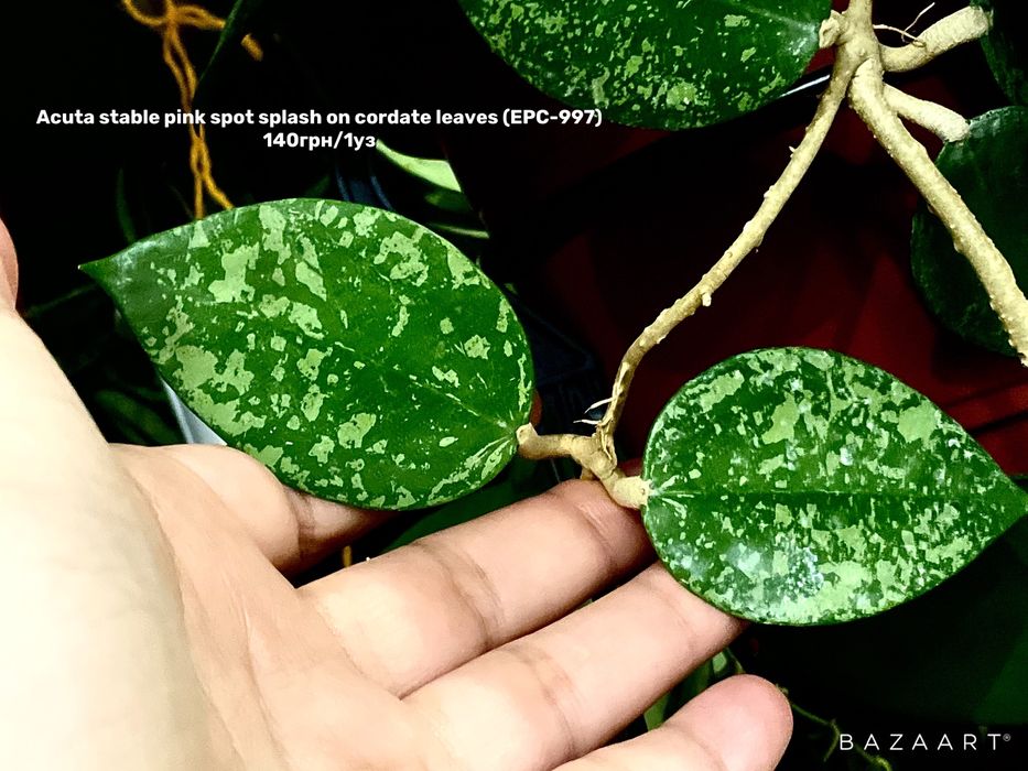 Хойя свежий срез сорта