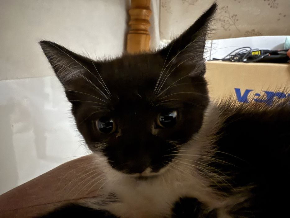 Кошеня в хороші руки