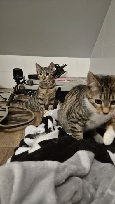 2 śliczne kotki szukają domków