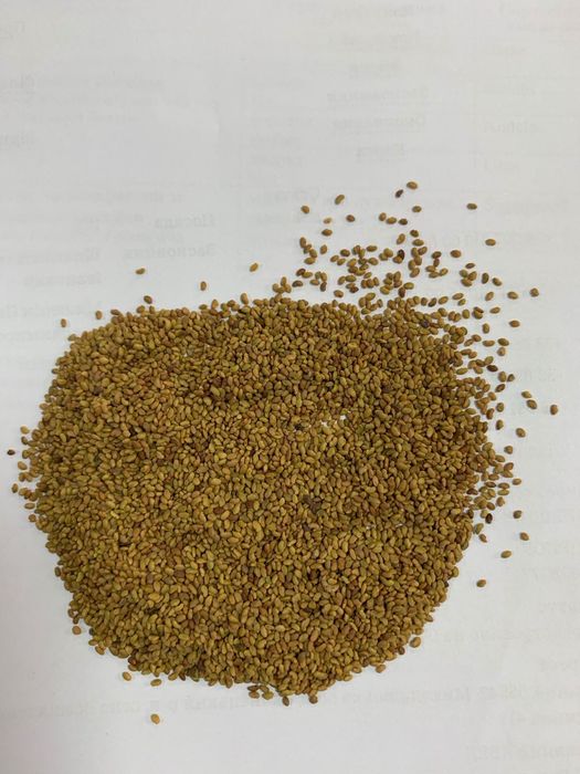 Люцерна. Продам від виробника.