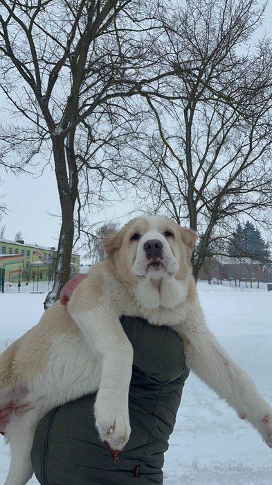 Среднеазіатська вівчарка