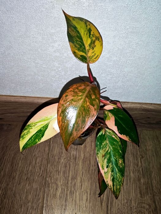 Rar!  Philodendron Fire Princess ( Tricolour) Філодендрон