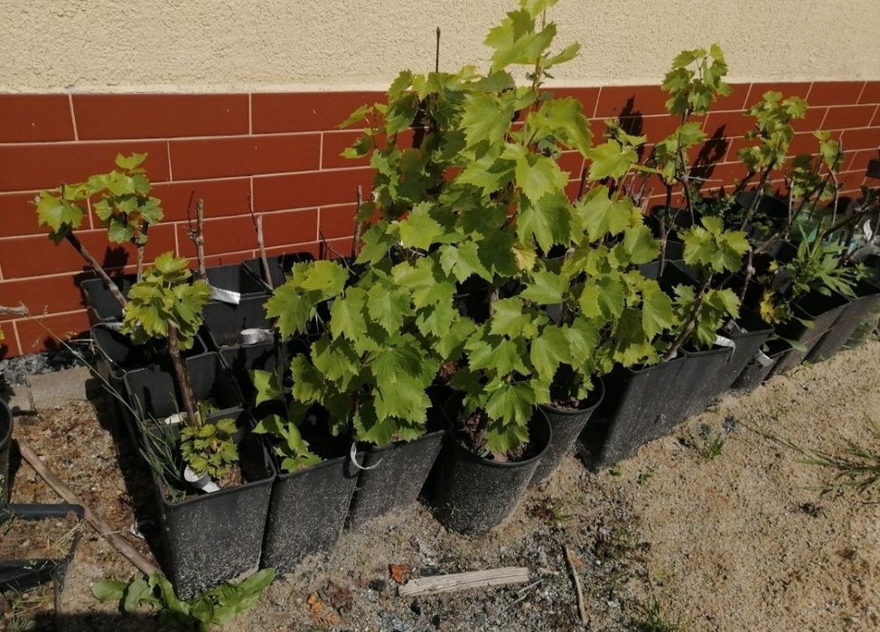 Winogron - winorośl - winorośla - winogrona - sadzonki