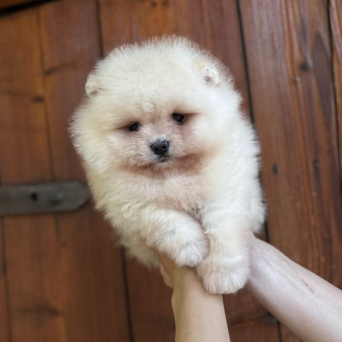 чудовий ведмедик шоу классу