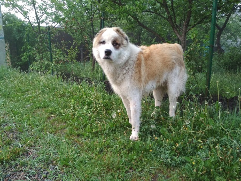 Алабай ,  в'язка