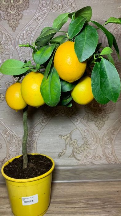 Лимон   Мейєра