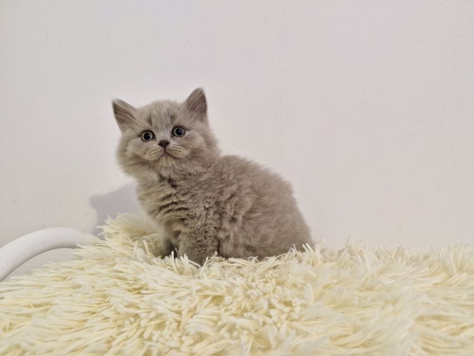 Kotek brytyjski FPL długowłosy