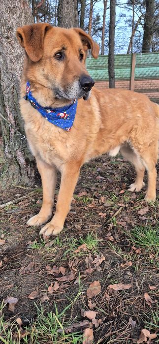 Piesek około siedem lat