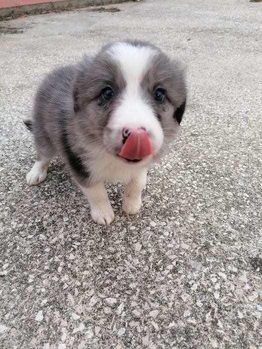 Fêmea Border Collie LOP/RI