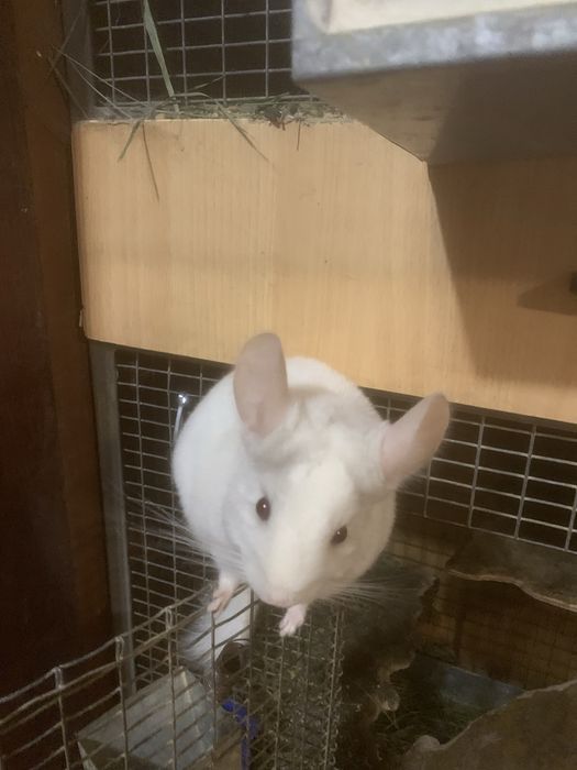 Гризунчики,гризуни.домашні