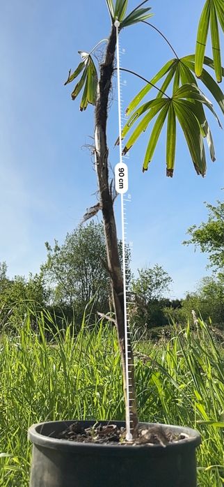 Palmeira Rhapis excelsa- palmeira-ráfis