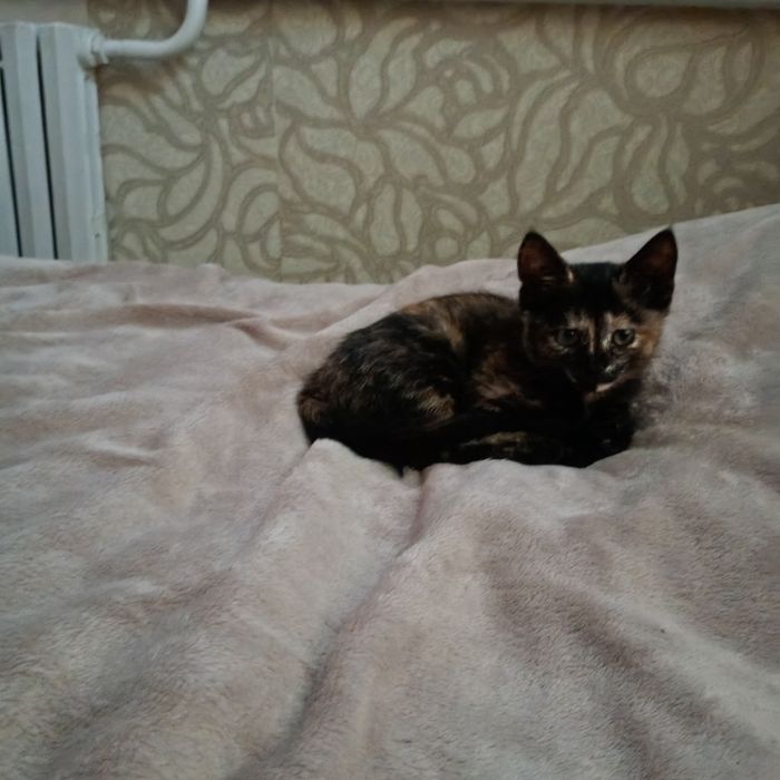 Умань.Віддам безкоштовно кицю