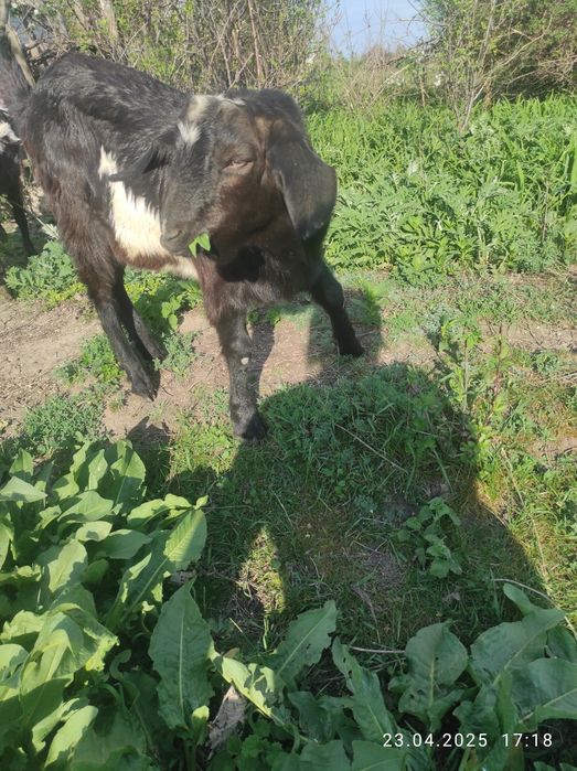 Продається цап, нубійської породи