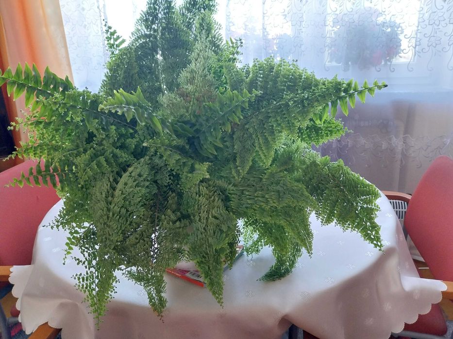 piekna, gesta mloda paproc na sprzedaz