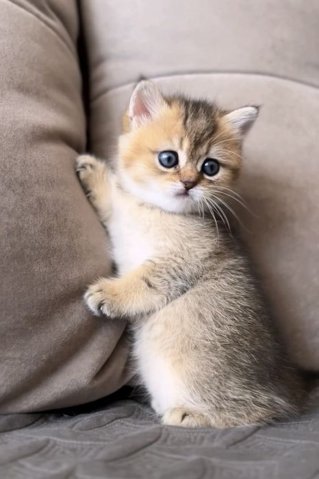 Чудо котик чекає на вас