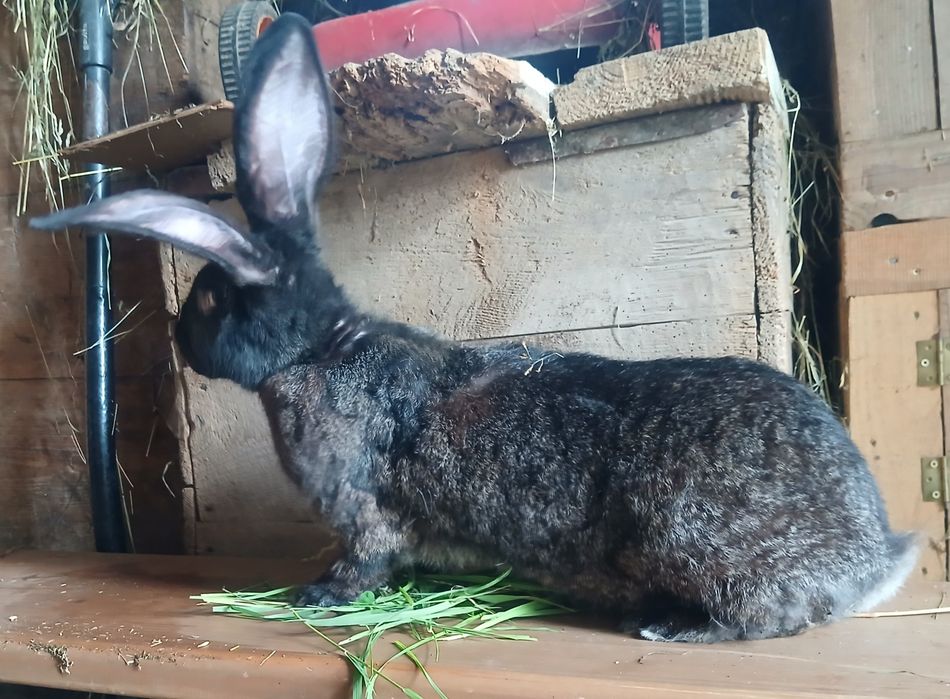 Królica belg, 6kg