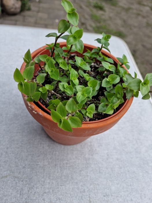 Trzykrotka Callipso