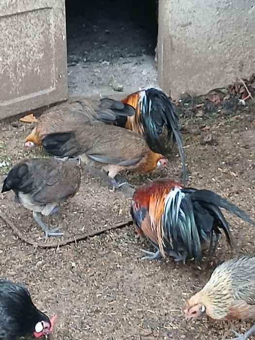 Продам сімью феніксів 1+2.