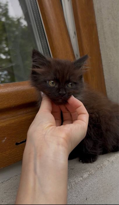 Кошенята у добрі руки