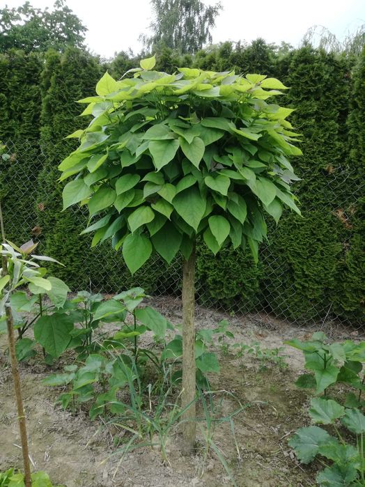 katalpa NANA catalpa kulista surmia szczepiona na pniu nana z gruntu