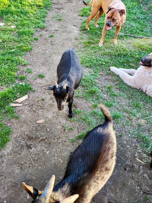 Bode, cabrito é   cabra anã  preto