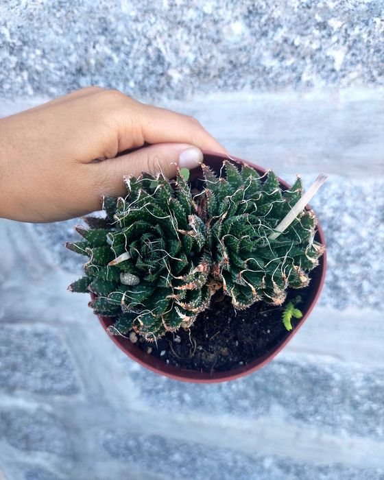 Suculentas 3€ cada