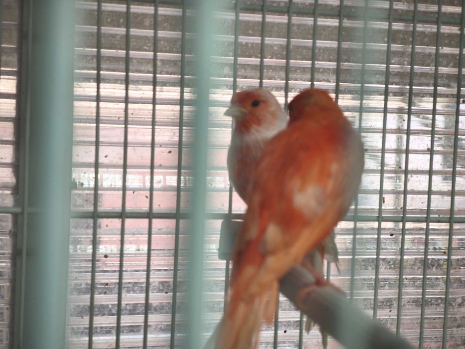 Canario Vermelho Macho de 2026