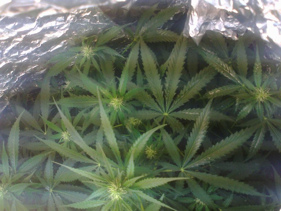 Marihuana Orange Cake 15g Susz Roślinny Konopny CBC THC CBN CBL Cannabis Flos