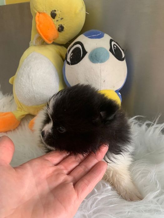 Spitz bebé lindo