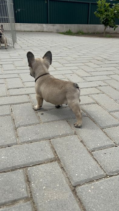 Bulldog Francês