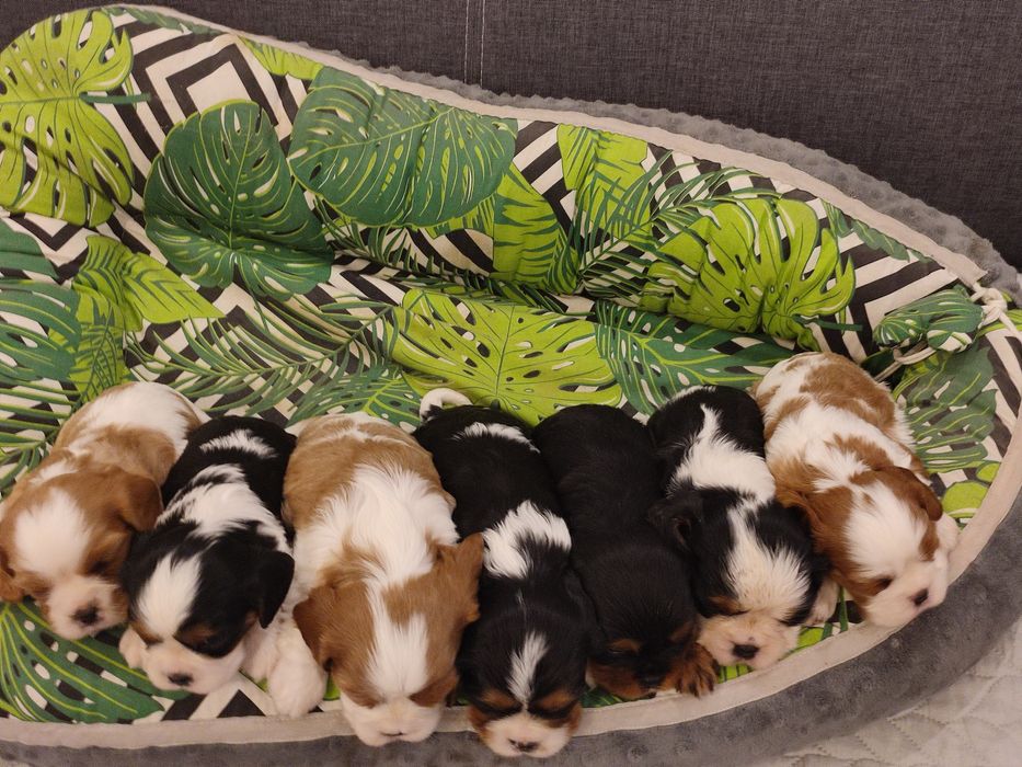 Cavalier King Charles Spaniel piesek xxs