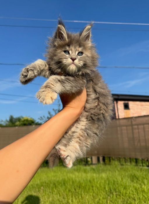 На продажу кошенятка
