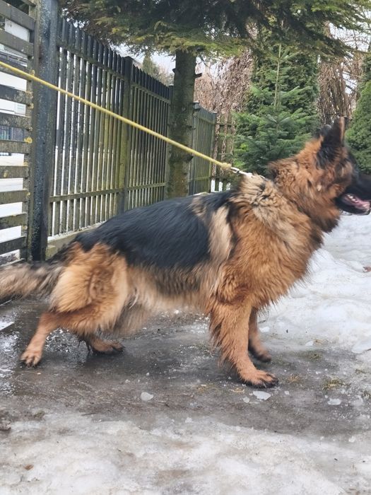 Owczarek niemiecki długowłosy ,,suka,,