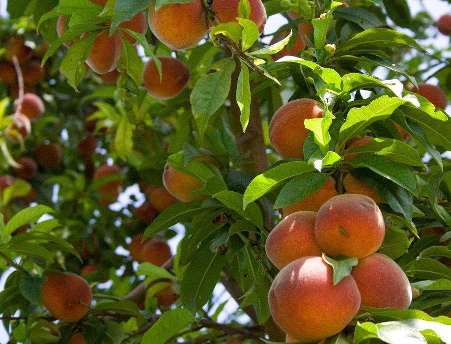 Pessegueiro RESISTENTE à LEPRA - fruto gigante  Apenas envios