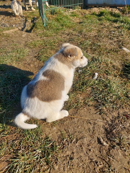 Віддам цуценят в добрі руки