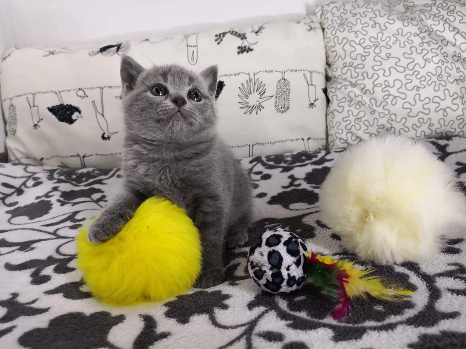 Kocurek Brytyjski Krótkowłosy