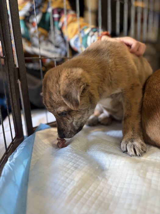 Cachorros para adoção responsavel