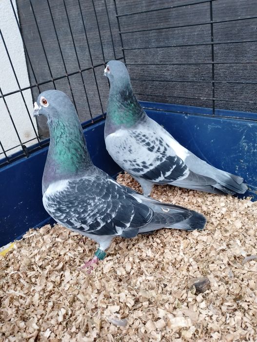 Gołębie pocztowe RO