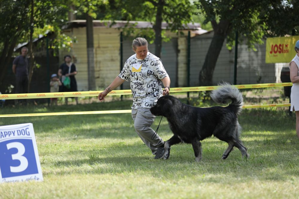 Кавказская овчарка КСУ кобель для вязки