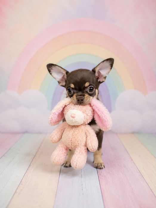 Chihuahua czekoladowa