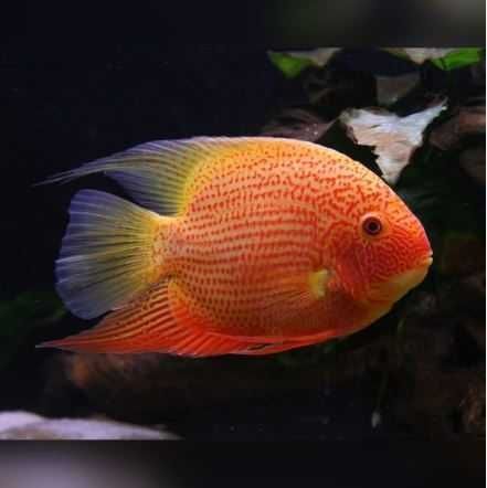 Pielęgnica Severum RED - SKALMAR Sklep Akwarysty