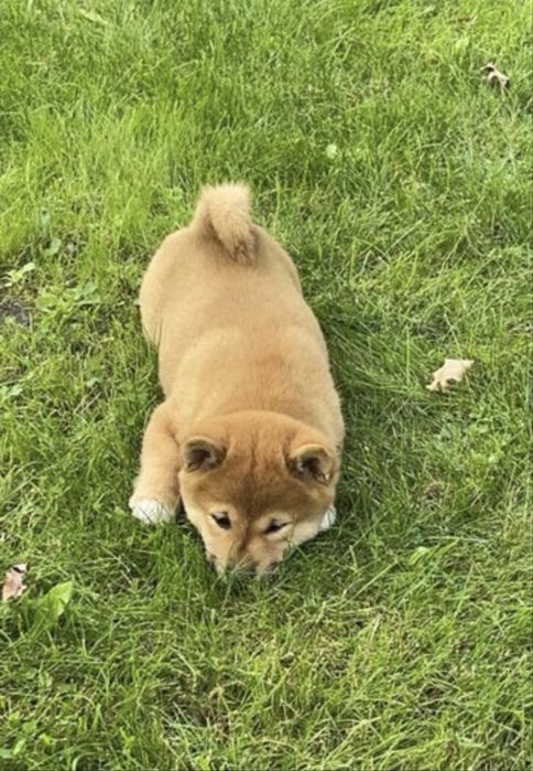 Шиба іну цуценята