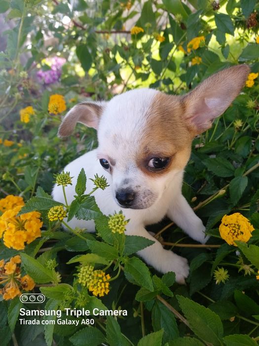 Lindo menin chihuahua
