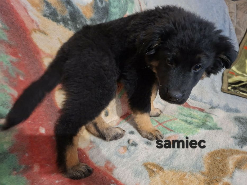 Oddam szczeniaki (pieski i suczki)