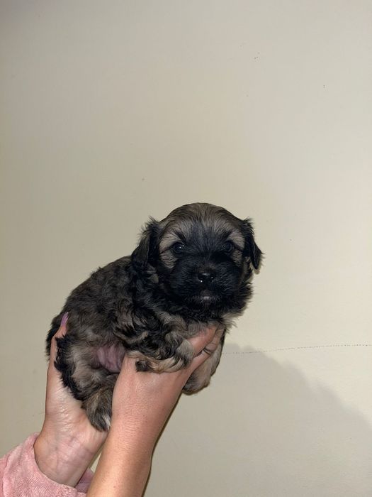 Dou 3 cãezinhos (porte pequeno)