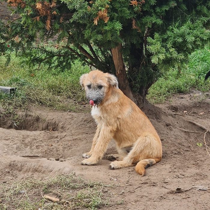 Szczeniaczki do adopcji