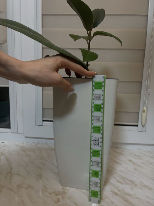 Фікус (фикус) рослина кімнатна