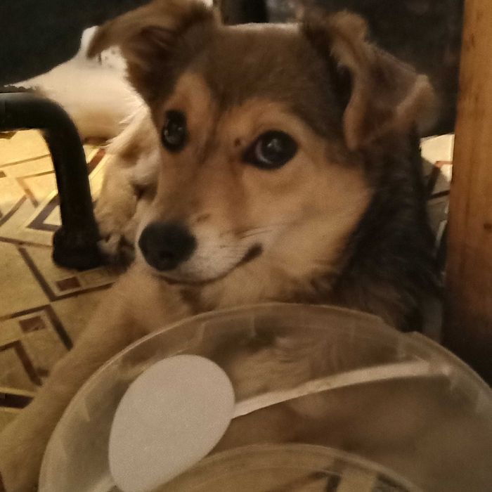 Маленька стерильна собака